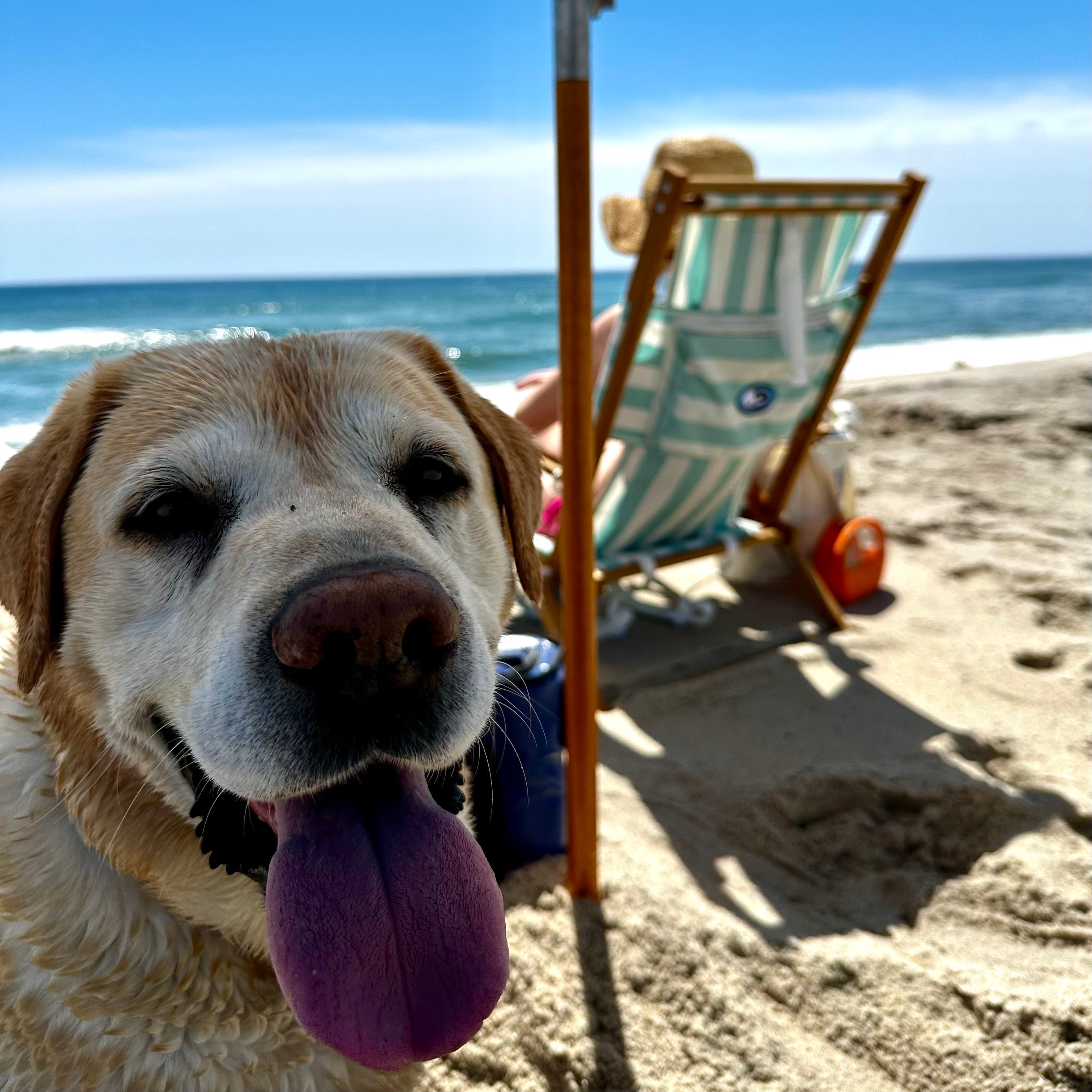 Dog on a Cape Cod beach with ocean view and beach chair.