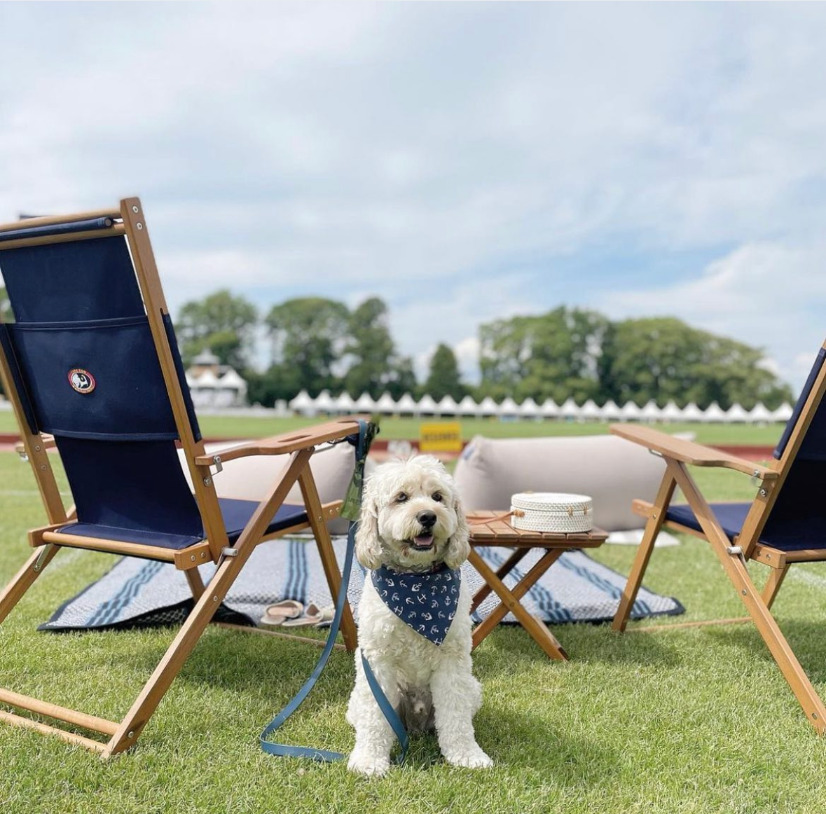 Dog sitting in front of tall wooden navy blue beach chairs in Newport Rhode Island